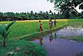 kerala86.jpg